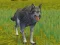 Гульня The Wolf: Wild Animal Simulator онлайн