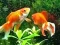 Гульня Blue Fish Escape онлайн