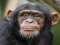 Гульня Chimpanzee Jigsaw онлайн
