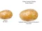 Гульня Potato Construct 2 Edition онлайн
