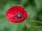 Гульня Poppy Nature Flower Jigsaw онлайн
