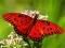 Гульня Nature Jigsaw Puzzle Butterfly онлайн