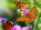 Гульня Butterfly Slide онлайн