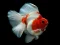 Гульня Gold Fish Jigsaw Puzzle онлайн