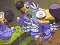 Гульня Save The Dodos онлайн