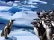 Гульня Penguins Slide онлайн