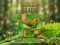 Гульня Birds Slide онлайн