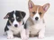 Гульня Cute Puppies Puzzle онлайн