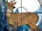 Гульня Sniper Stag Hunter онлайн