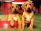 Гульня Puppy Pairs Puzzle онлайн