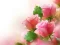 Гульня Pink Roses онлайн