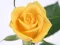 Гульня Yellow Roses онлайн