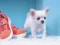Гульня Lovely Puppy Puzzle онлайн