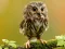 Гульня Animal Hidden Stars онлайн
