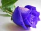Гульня Blue Roses онлайн