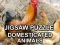 Гульня Jigsaw Puzzle Domesticated Animals онлайн