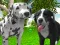 Гульня Dog Simulator 3d онлайн