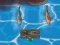 Гульня Titanic Shark Attacks онлайн