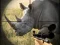 Гульня Wild Rhino Hunter онлайн