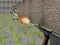 Гульня Bullet Fire онлайн