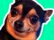 Гульня What meme dog are you ? онлайн