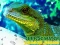 Гульня Chinese Water Dragon Jigsaw онлайн