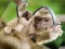 Гульня Chimpanzee Jigsaw онлайн