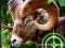 Гульня Crazy Goat Hunter 2020 онлайн