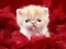 Гульня Funny Kitty онлайн