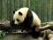 Гульня Pandas Puzzle онлайн