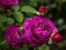 Гульня Purple Roses онлайн