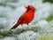 Гульня Birds Puzzle онлайн