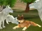 Гульня Wild Wolves Hunger Attack онлайн