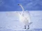 Гульня Graceful Swans онлайн
