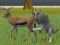 Гульня Wolf Life Simulator онлайн