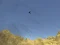 Гульня Toucan Shooter онлайн