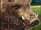 Гульня Boar Hunting Jigsaw онлайн