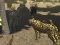 Гульня African Cheetah Hunting Simulator онлайн