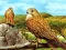 Гульня Birds of Prey Slide онлайн