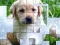 Гульня PicPu Dog онлайн