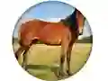 Гульня Animal Quiz онлайн