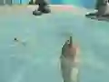 Гульня Shark Simulator Beach Killer онлайн