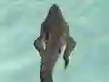 Гульня Crocodile Simulator Beach Hunt онлайн