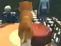Гульня Dog Simulator: Puppy Craft онлайн
