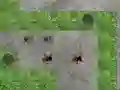 Гульня Spider Tower Defence онлайн