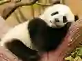 Гульня Animal Differences онлайн