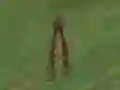 Гульня Dino Hunt онлайн