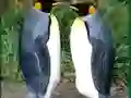 Гульня Penguin Puzzle онлайн