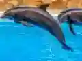 Гульня Sea Dolphin Jigsaw онлайн
