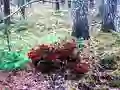 Гульня Bernati Forest Adventure онлайн